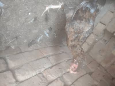 aseel murgi for sale