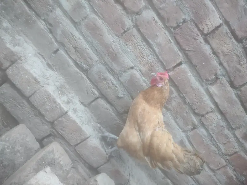 aseel murgi for sale — photo 2