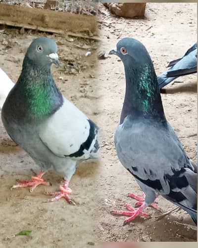 Pigeons pair for sale Contact number 03245974166
