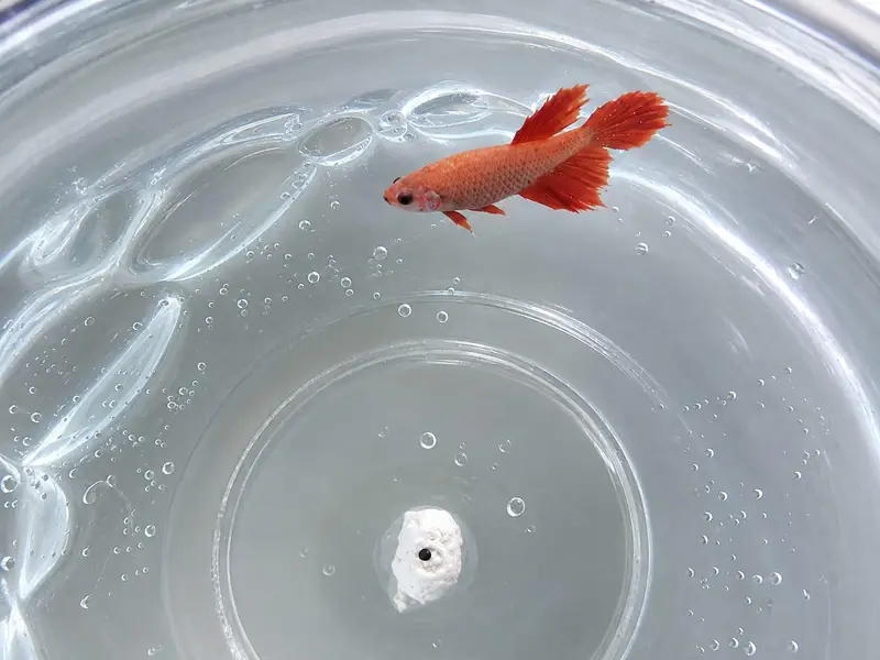 best fish best quality