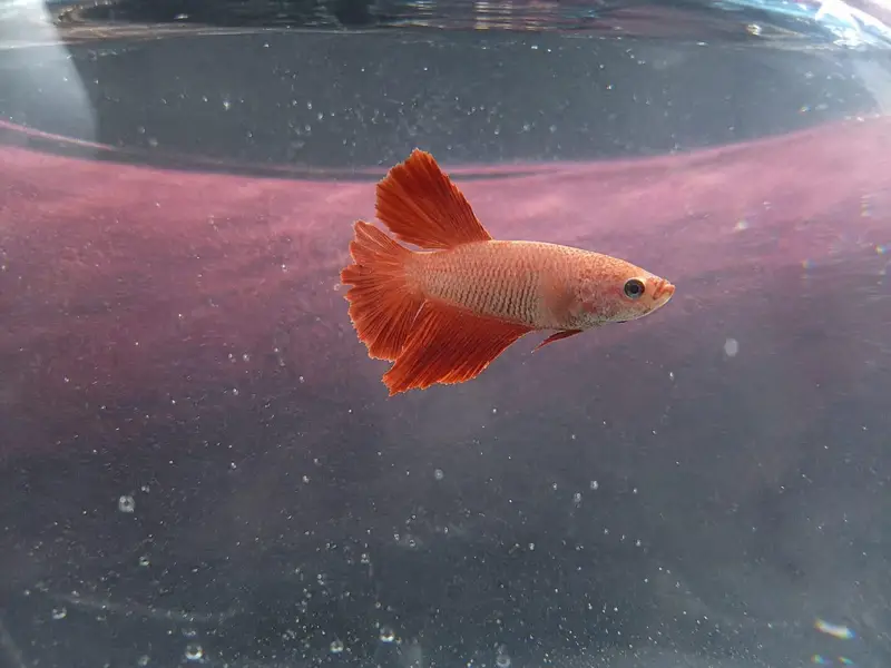 best fish best quality — photo 2