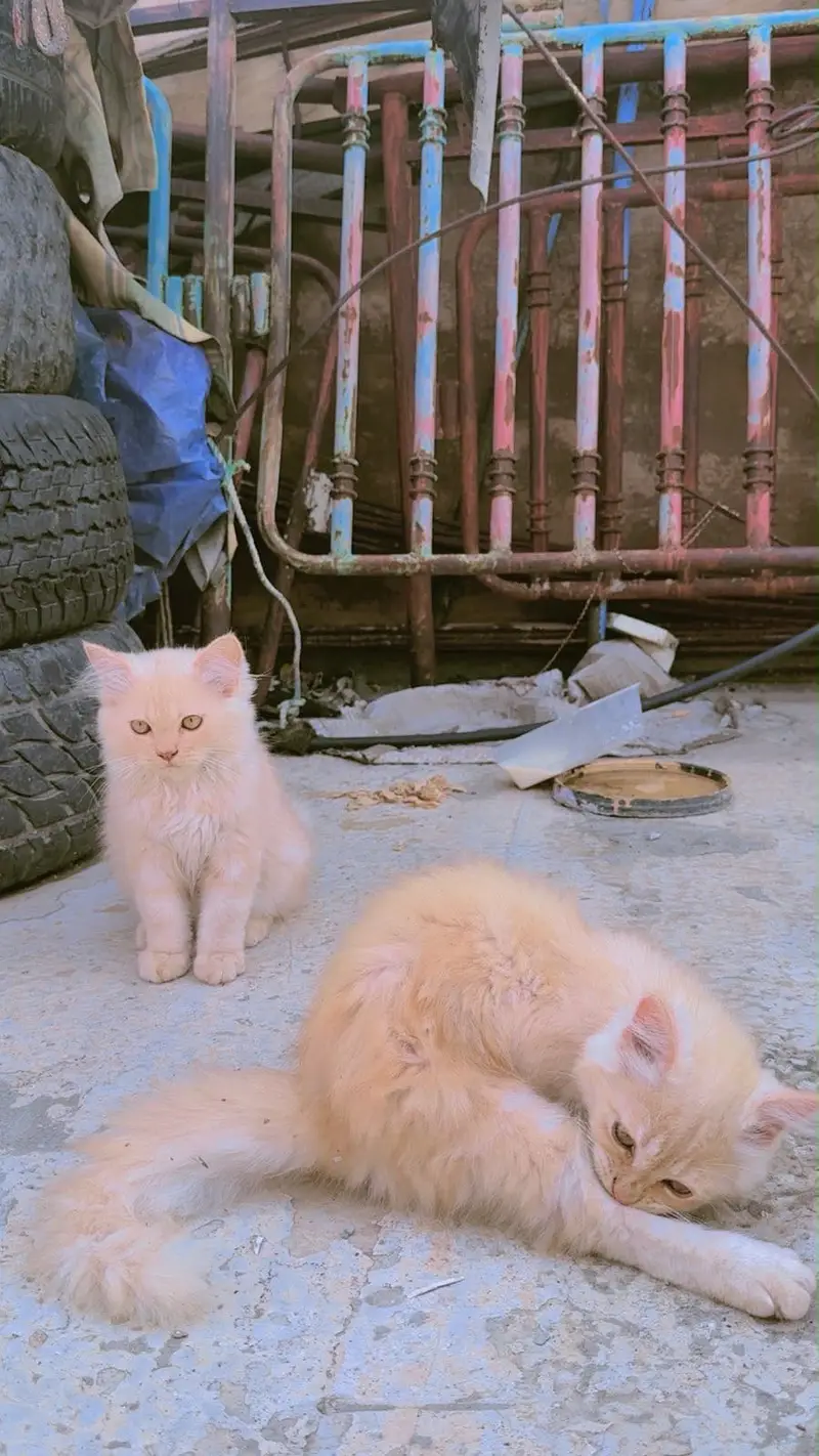 Persian Kitten Pair – 2 Months Old | Vaccinated — photo 2