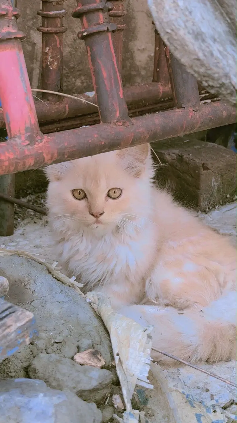 Persian Kitten Pair – 2 Months Old | Vaccinated — photo 3