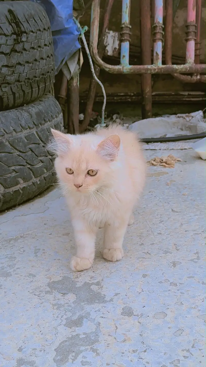 Persian Kitten Pair – 2 Months Old | Vaccinated — photo 4