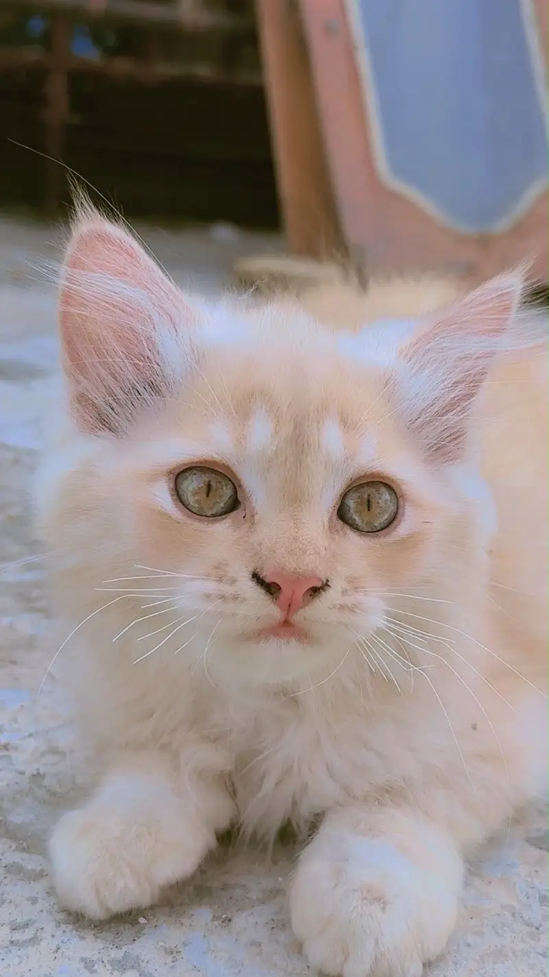 Persian Kitten Pair – 2 Months Old | Vaccinated — photo 5