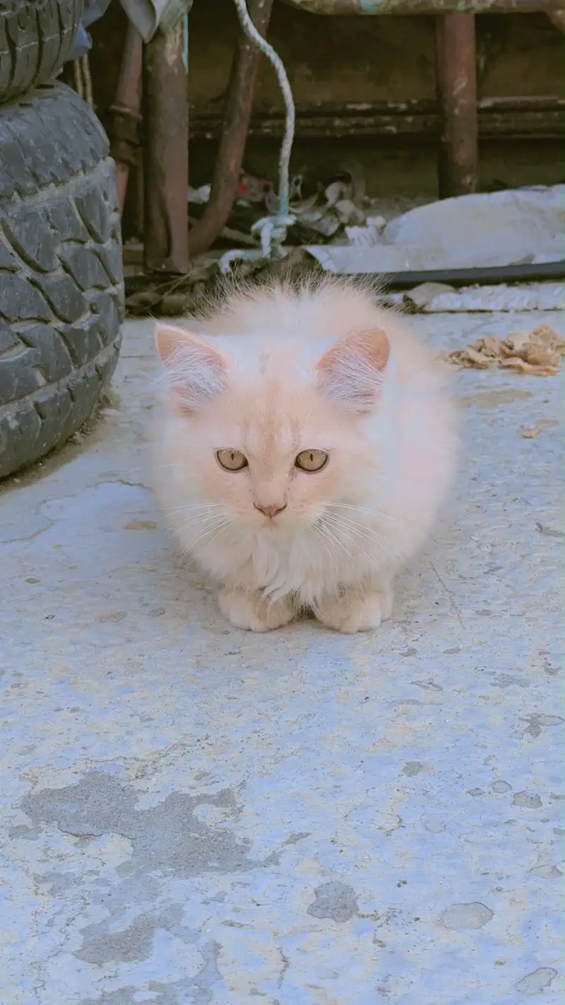 Persian Kitten Pair – 2 Months Old | Vaccinated — photo 6
