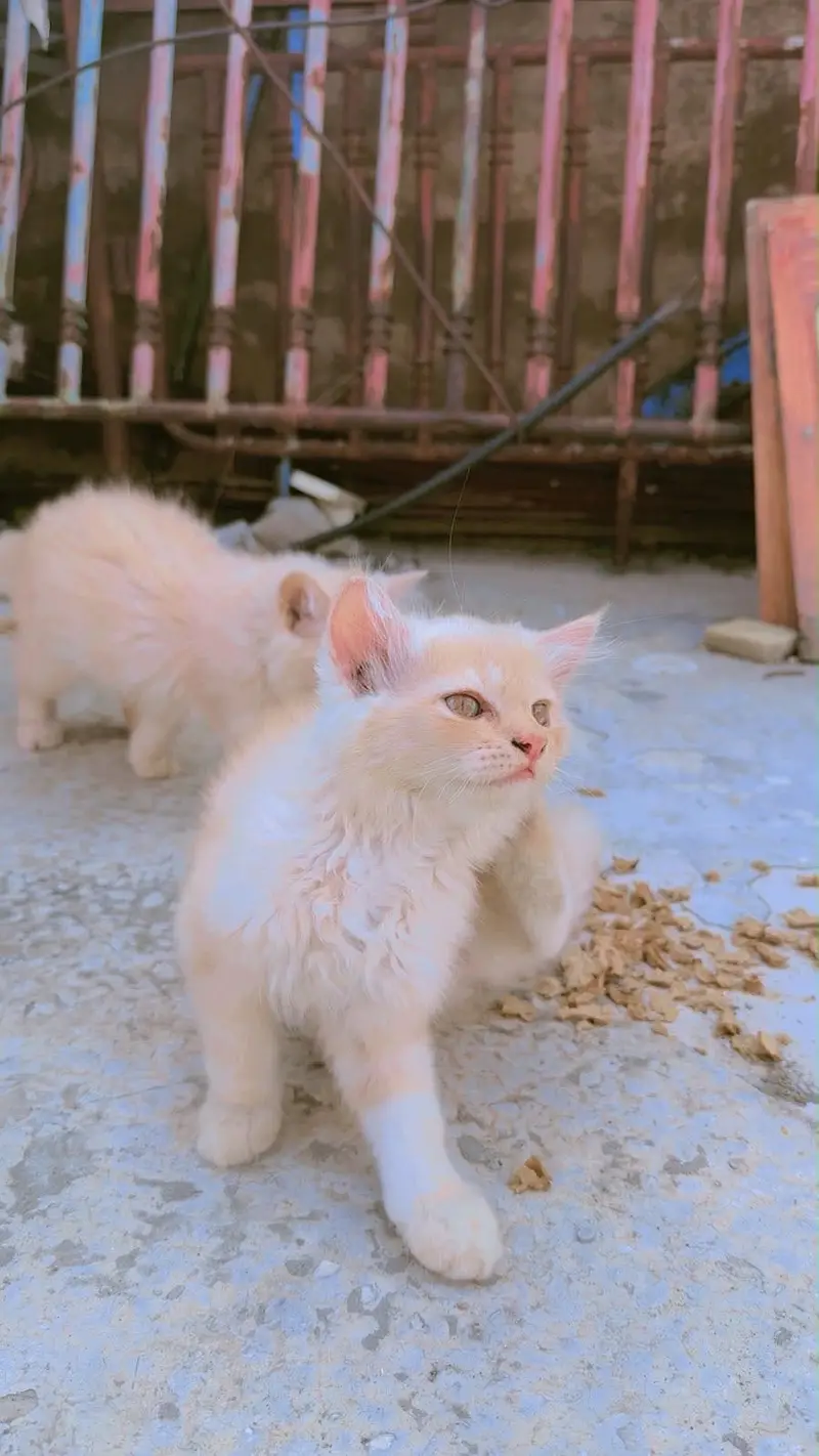 Persian Kitten Pair – 2 Months Old | Vaccinated — photo 7