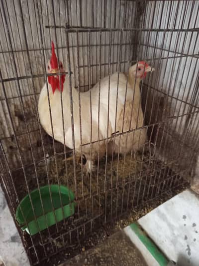 Bantom Breeder Pair