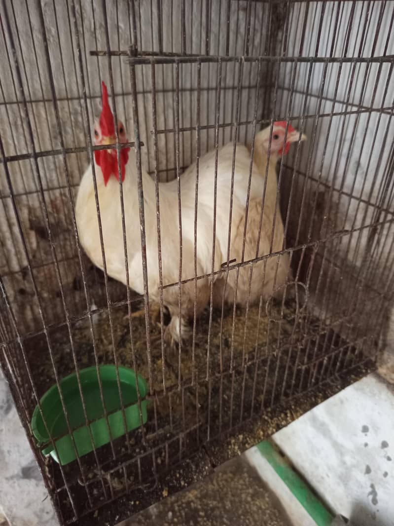 Bantom Breeder Pair 0