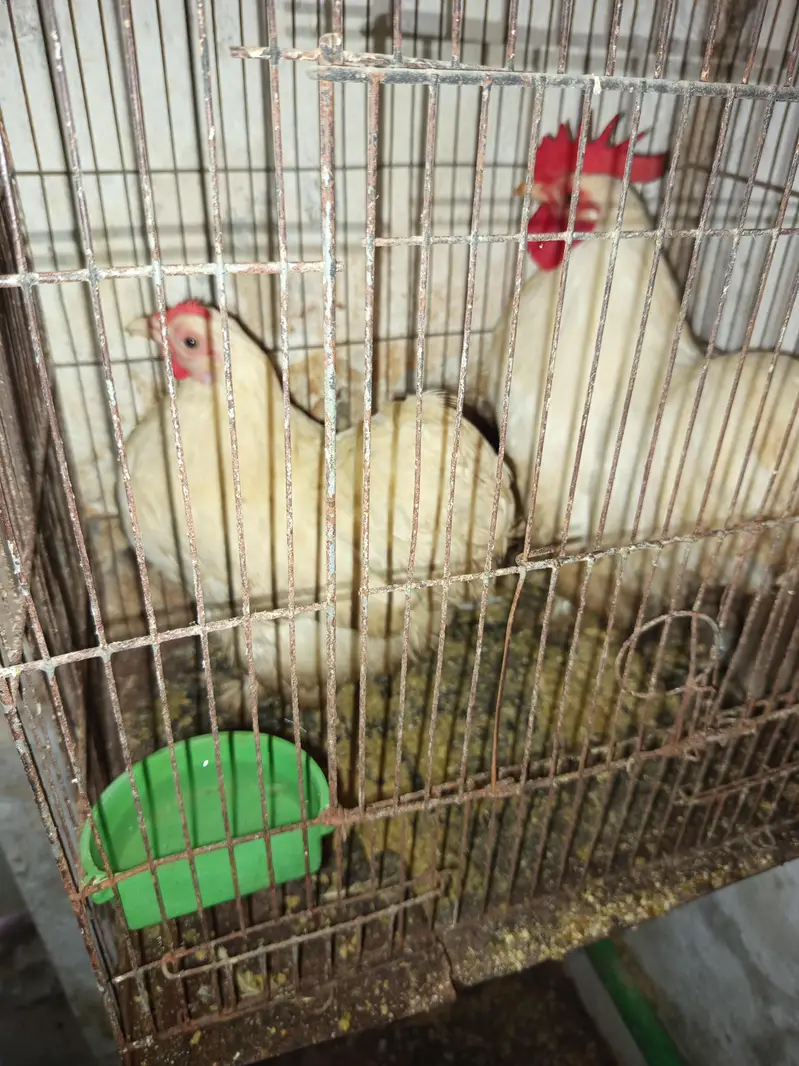 Bantom Breeder Pair — photo 2