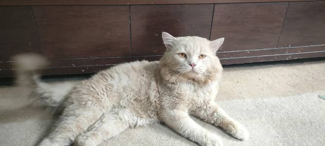 percian cat male 2 years old breed double couted