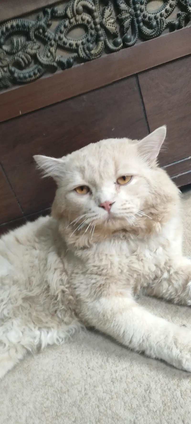percian cat male 2 years old breed double couted — photo 2