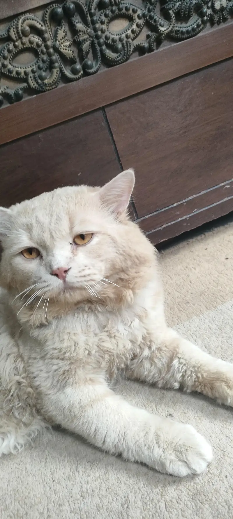 percian cat male 2 years old breed double couted — photo 5