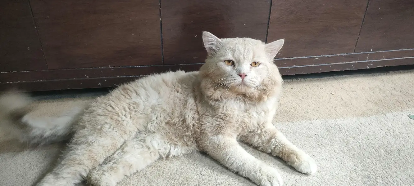 percian cat male 2 years old breed double couted — photo 6