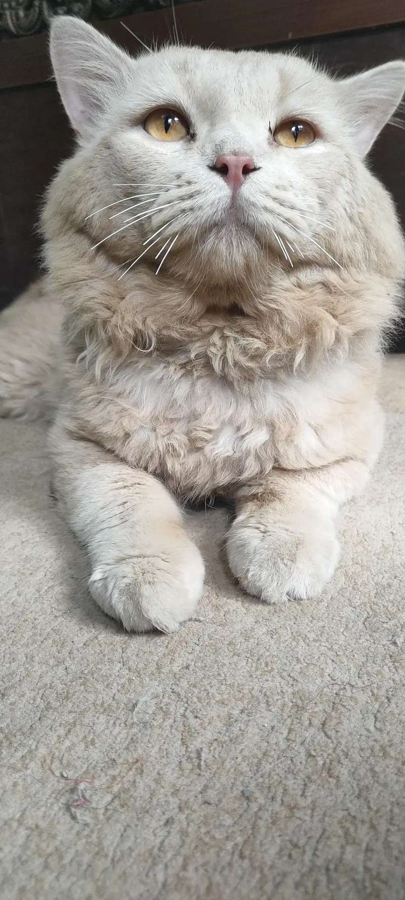 percian cat male 2 years old breed double couted — photo 7