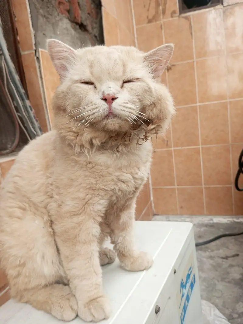 percian cat male 2 years old breed double couted — photo 8