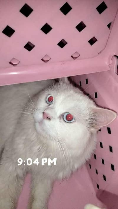 Persian male cat