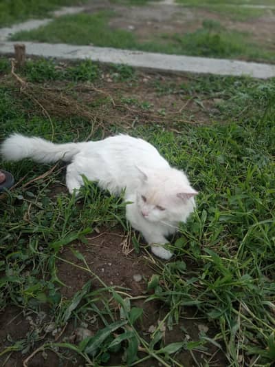 Persian cat for sale