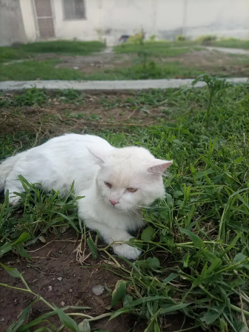Persian cat for sale — photo 2