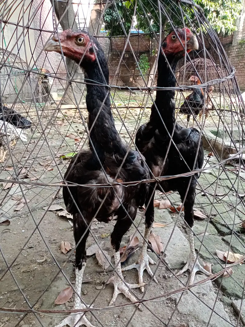 Thai cross Aseels pathy — photo 4