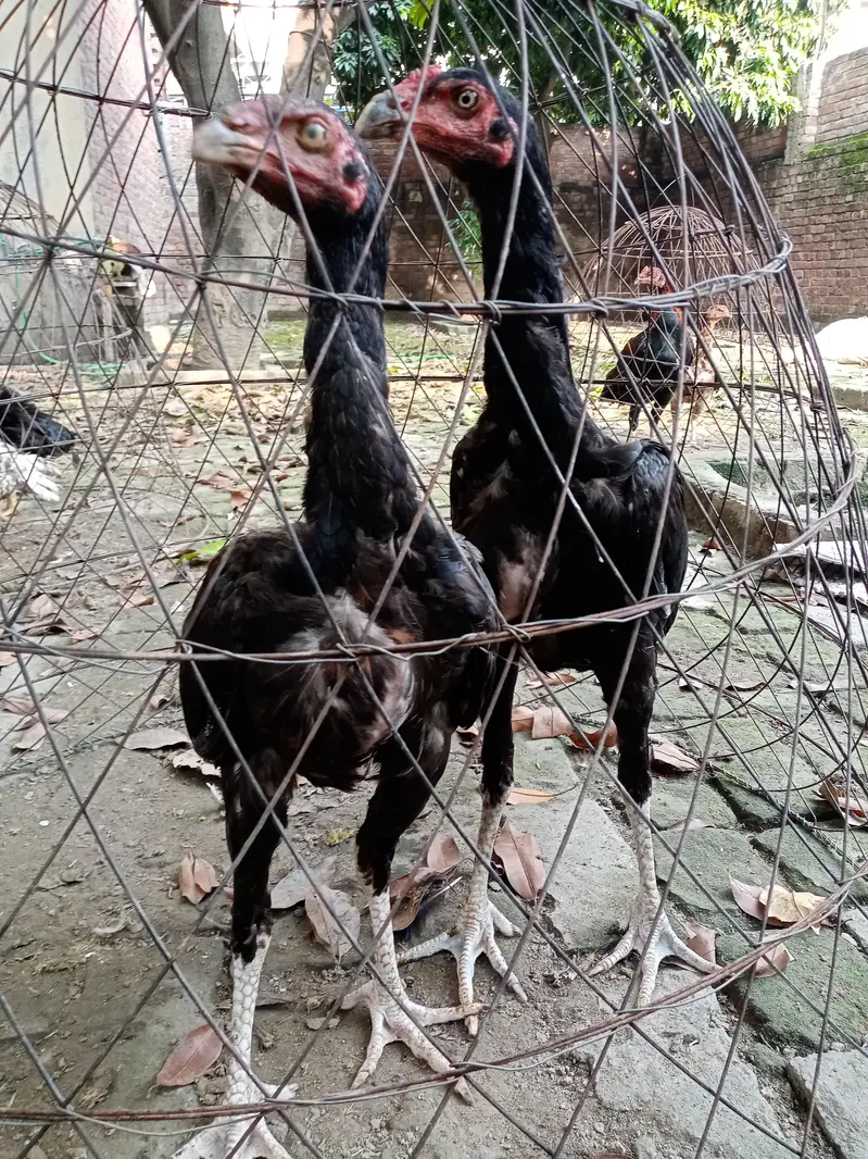 Thai cross Aseels pathy — photo 8