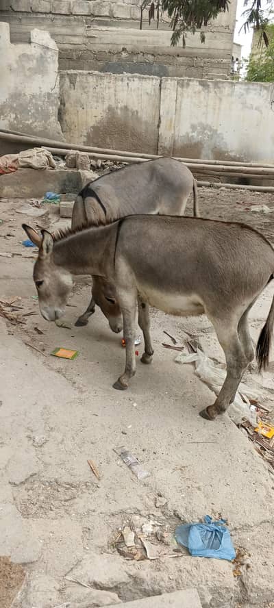 Tharparker Donkey 2 Male Donkey