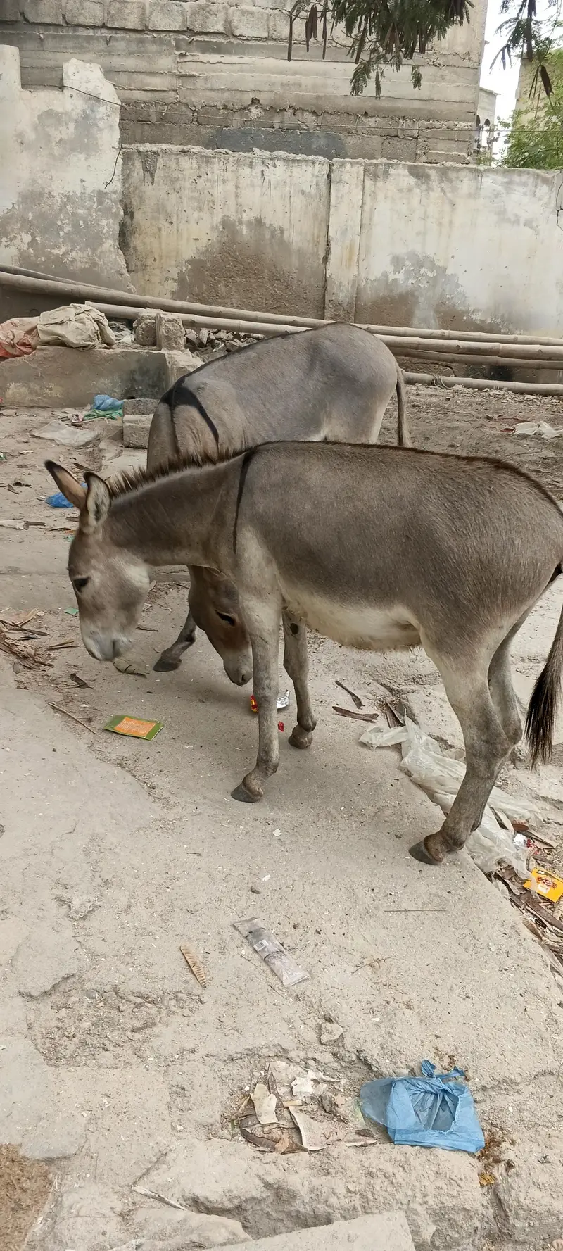 Tharparker Donkey 2 Male Donkey