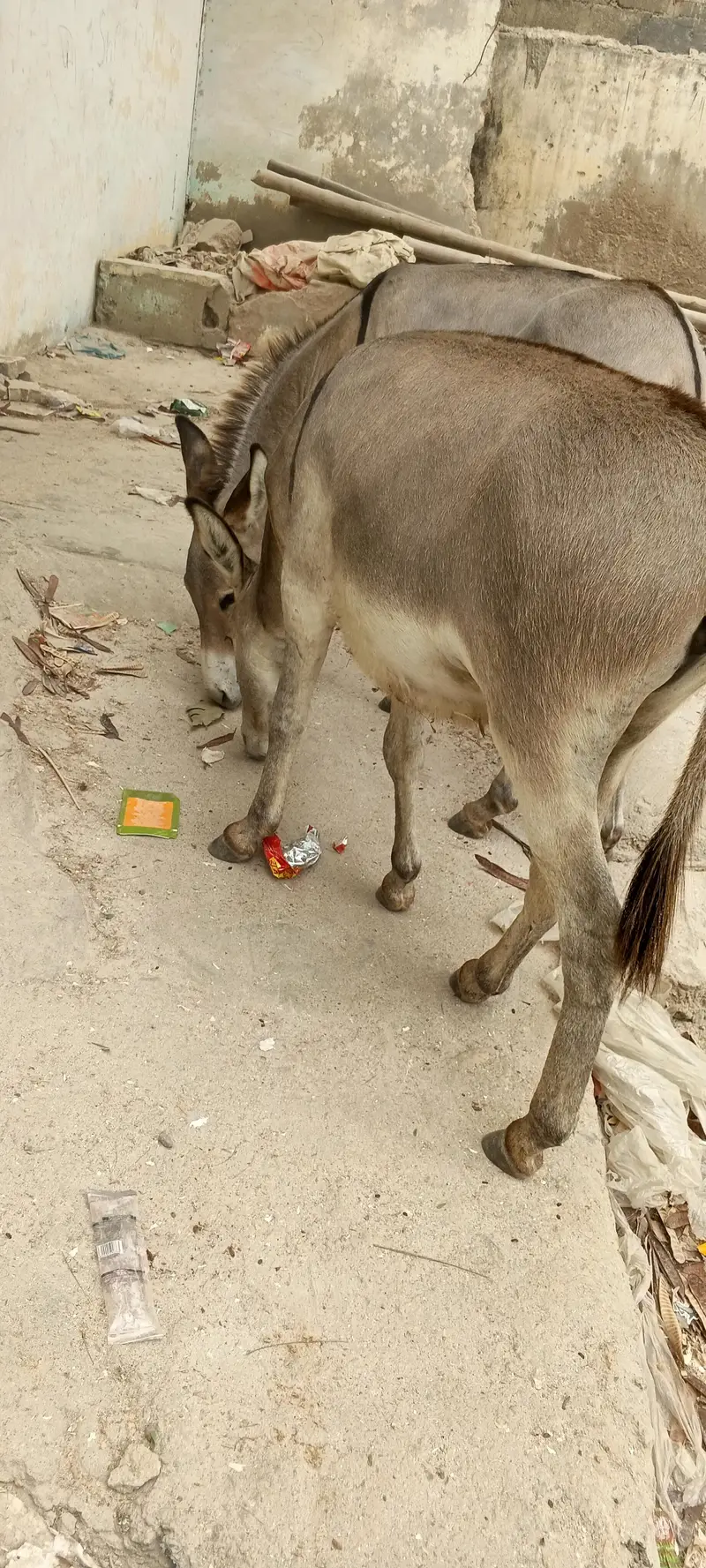 Tharparker Donkey 2 Male Donkey — photo 2