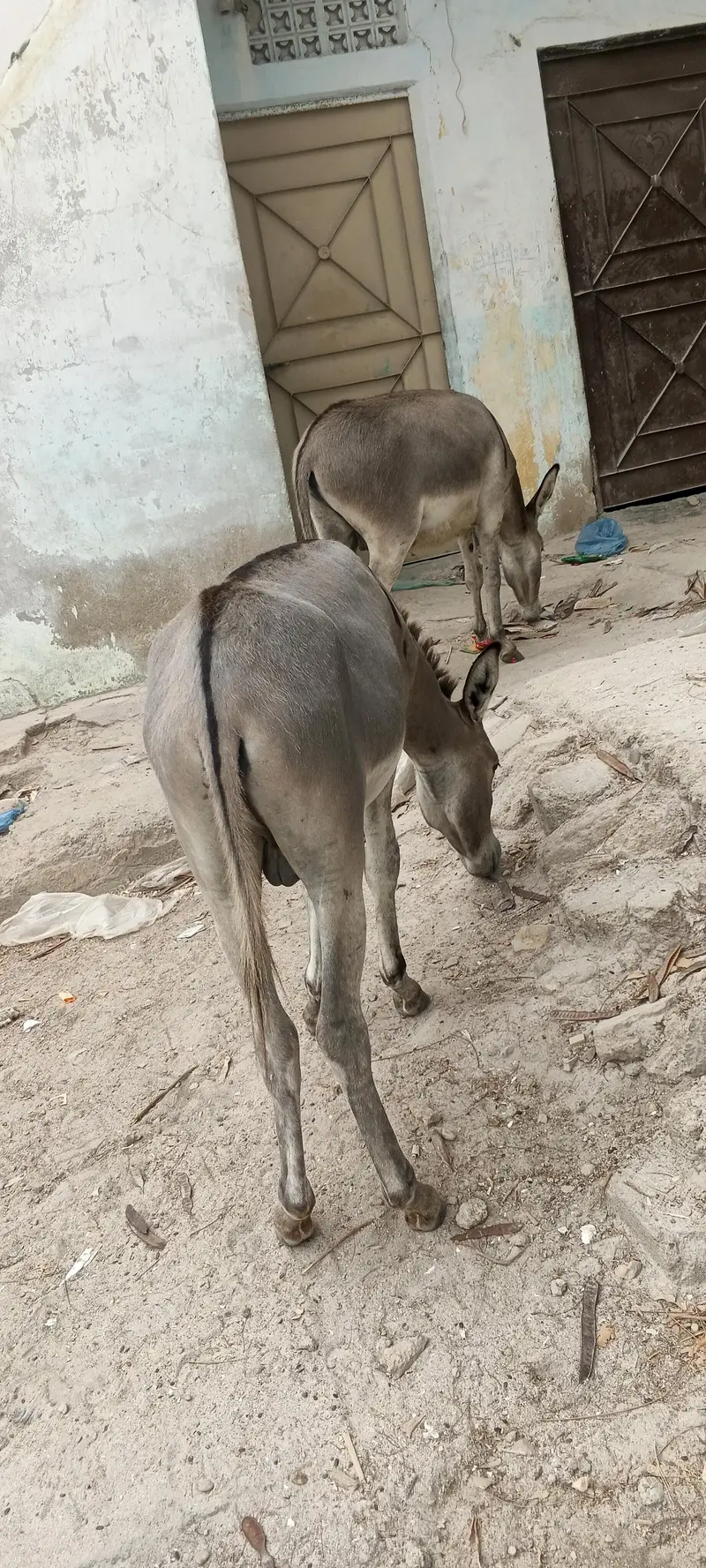 Tharparker Donkey 2 Male Donkey — photo 3