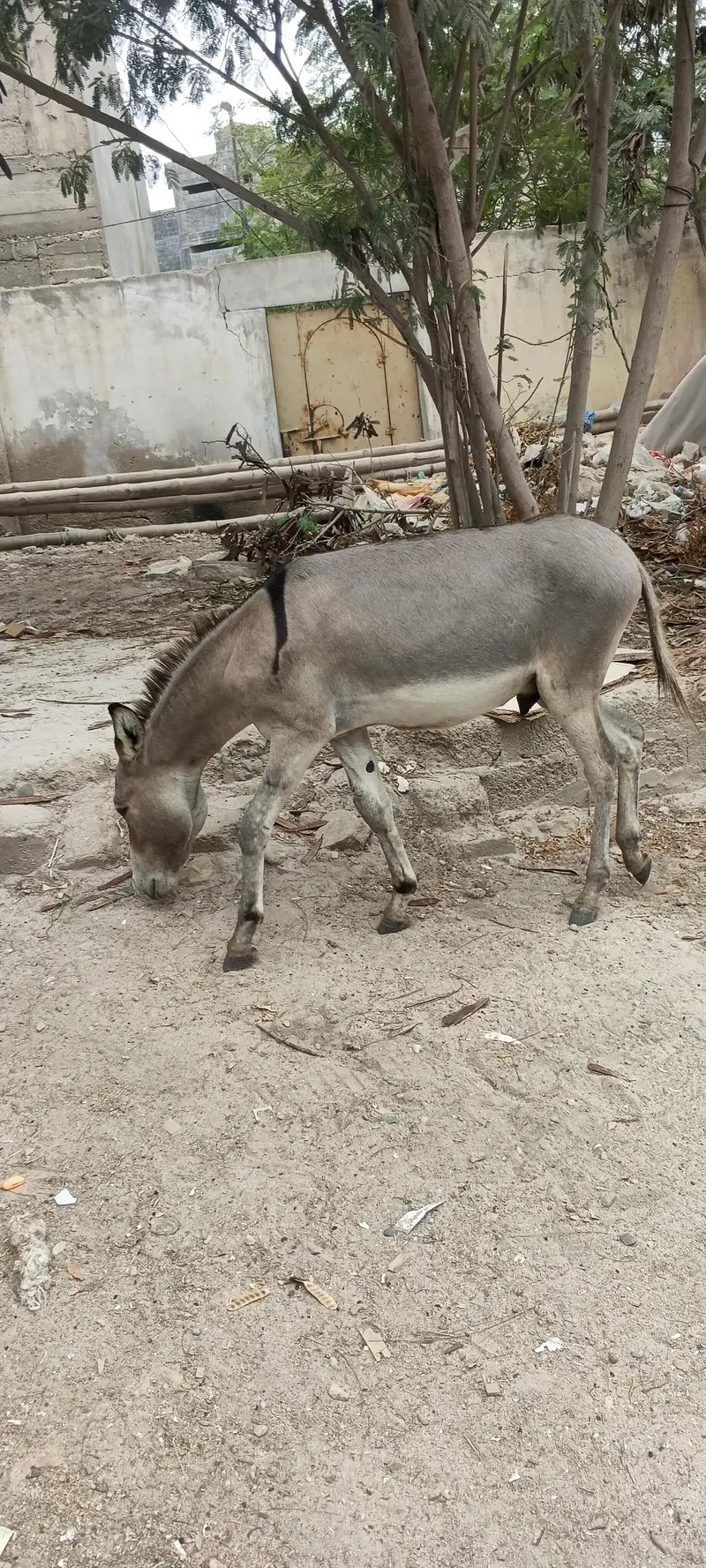 Tharparker Donkey 2 Male Donkey — photo 4