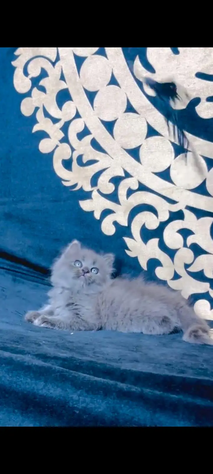 pure Persian cats vaccinated and healthy active WhatsApp/0344/6895398/ — photo 2