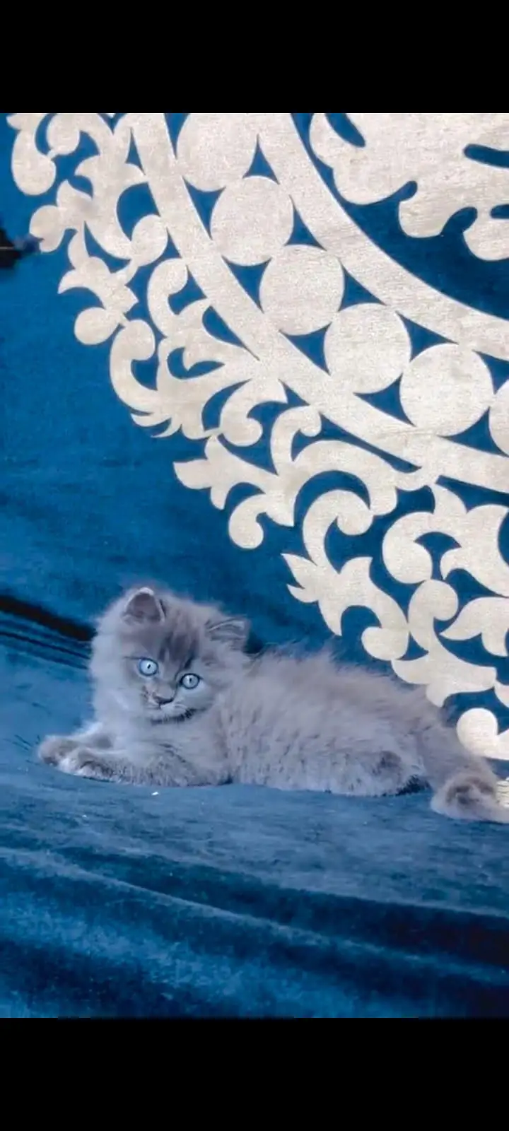 pure Persian cats vaccinated and healthy active WhatsApp/0344/6895398/ — photo 4