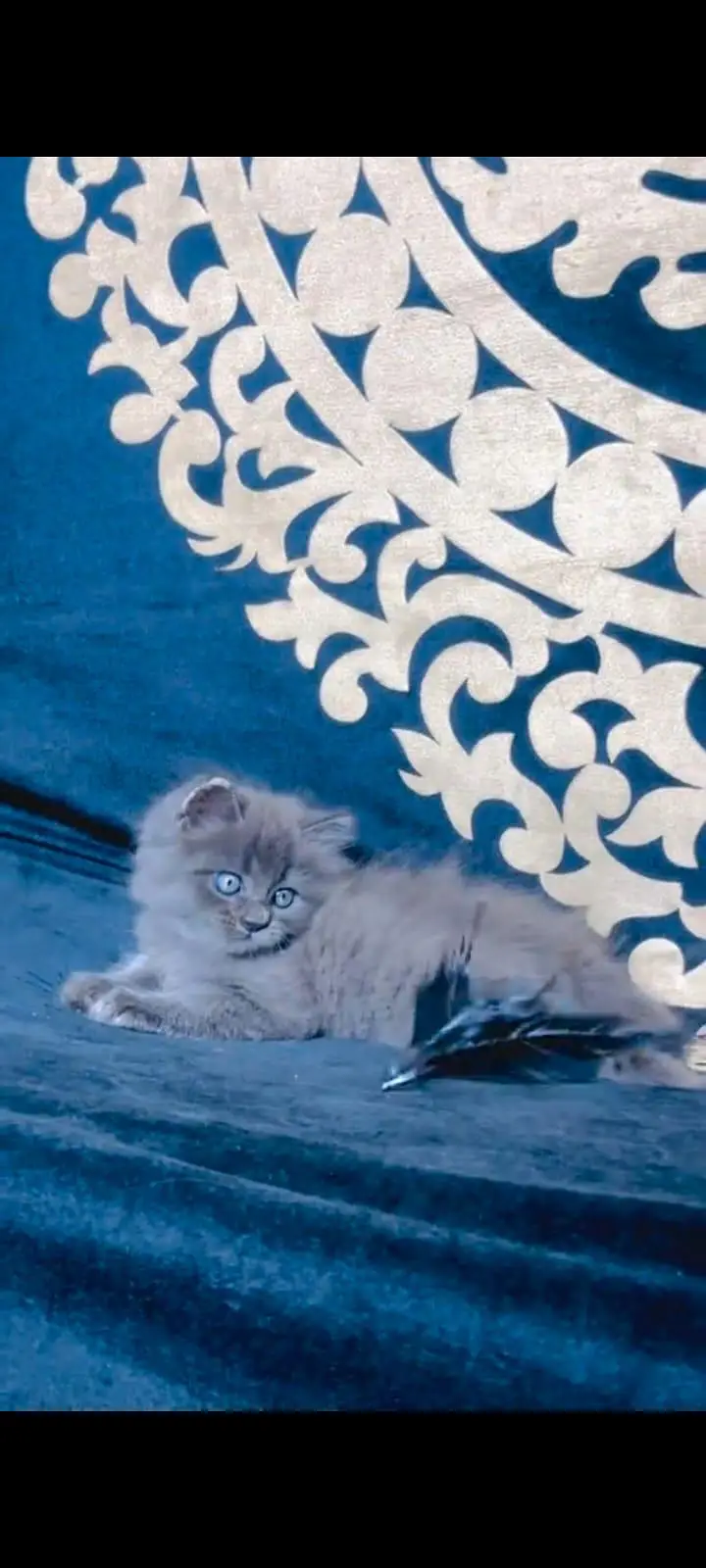 pure Persian cats vaccinated and healthy active WhatsApp/0344/6895398/ — photo 5