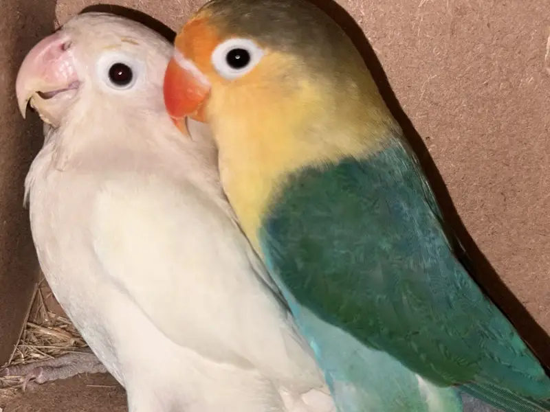 MALE PARBLUE FEMAIL ALBINO