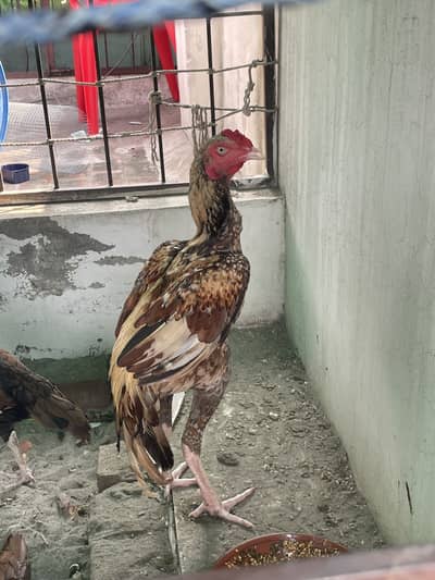 Aseel pair for sale
