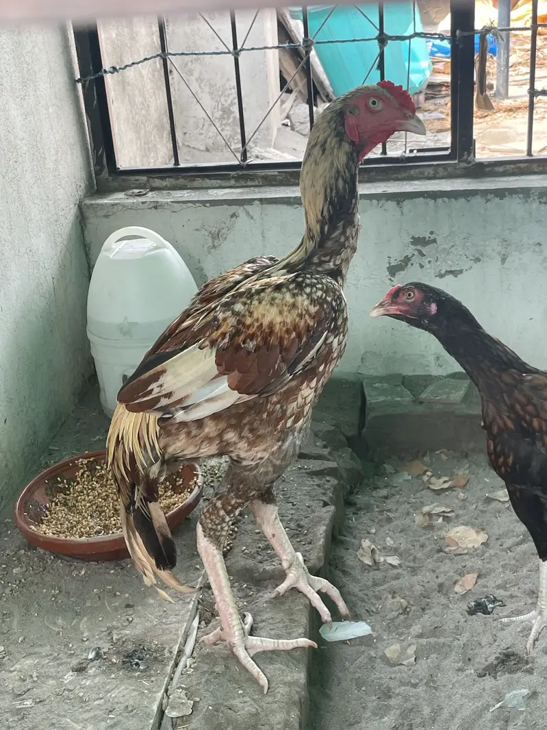 Aseel pair for sale — photo 2