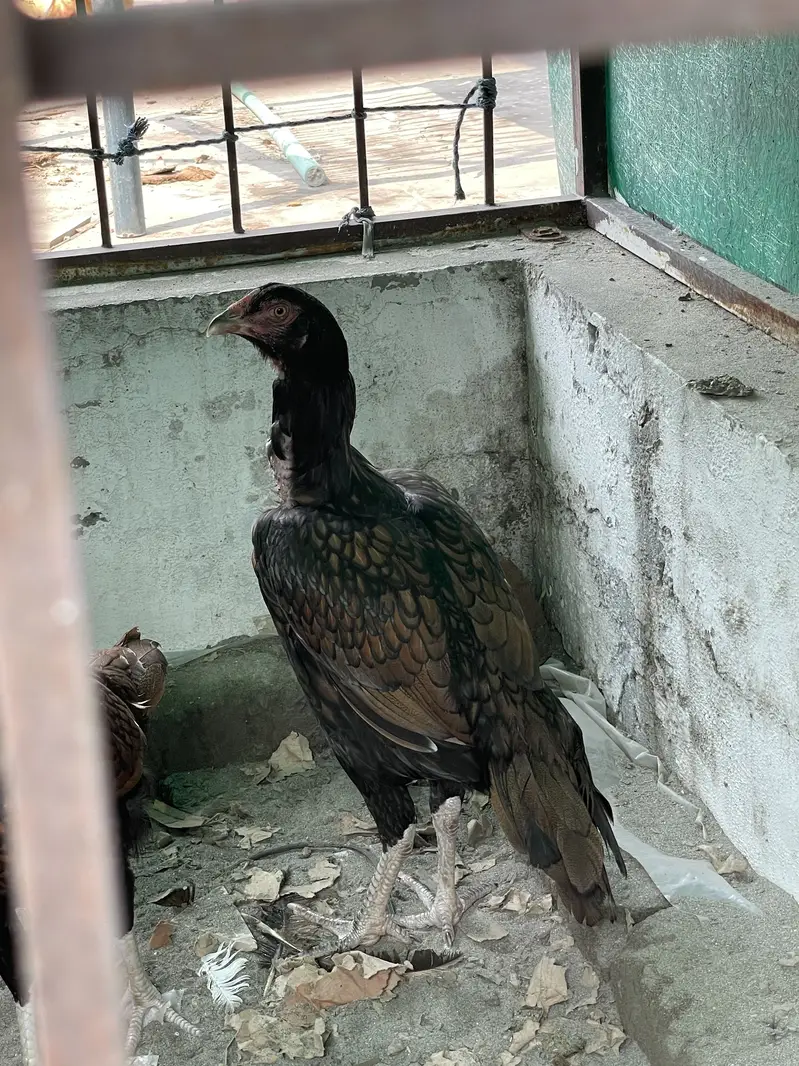 Aseel pair for sale — photo 3