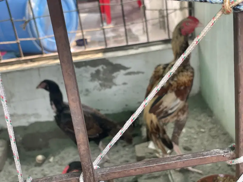 Aseel pair for sale — photo 4
