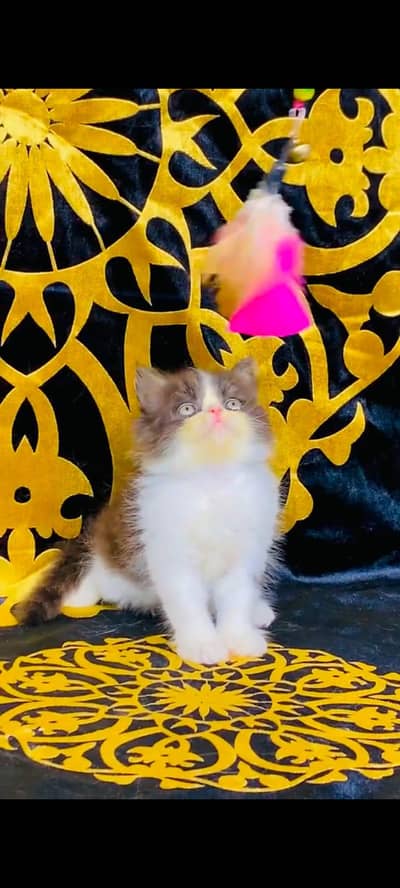 pure Persian cats vaccinated and healthy active WhatsApp/0344/6895398/