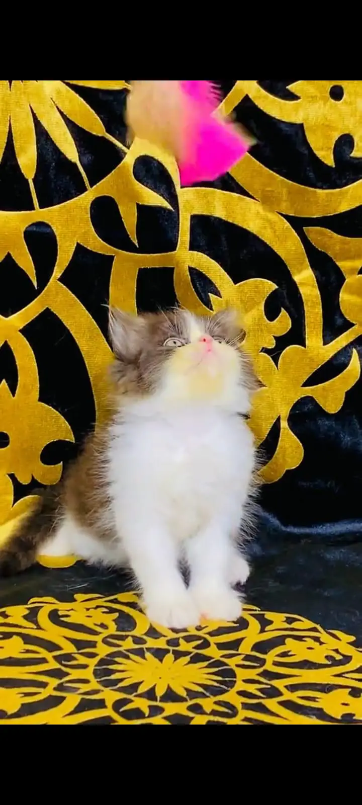 pure Persian cats vaccinated and healthy active WhatsApp/0344/6895398/ — photo 2