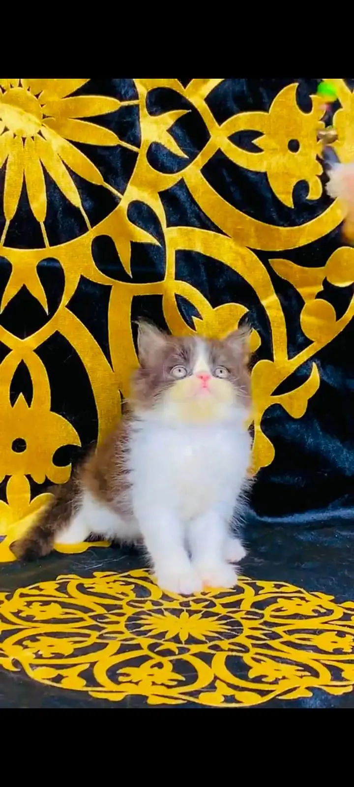 pure Persian cats vaccinated and healthy active WhatsApp/0344/6895398/ — photo 3