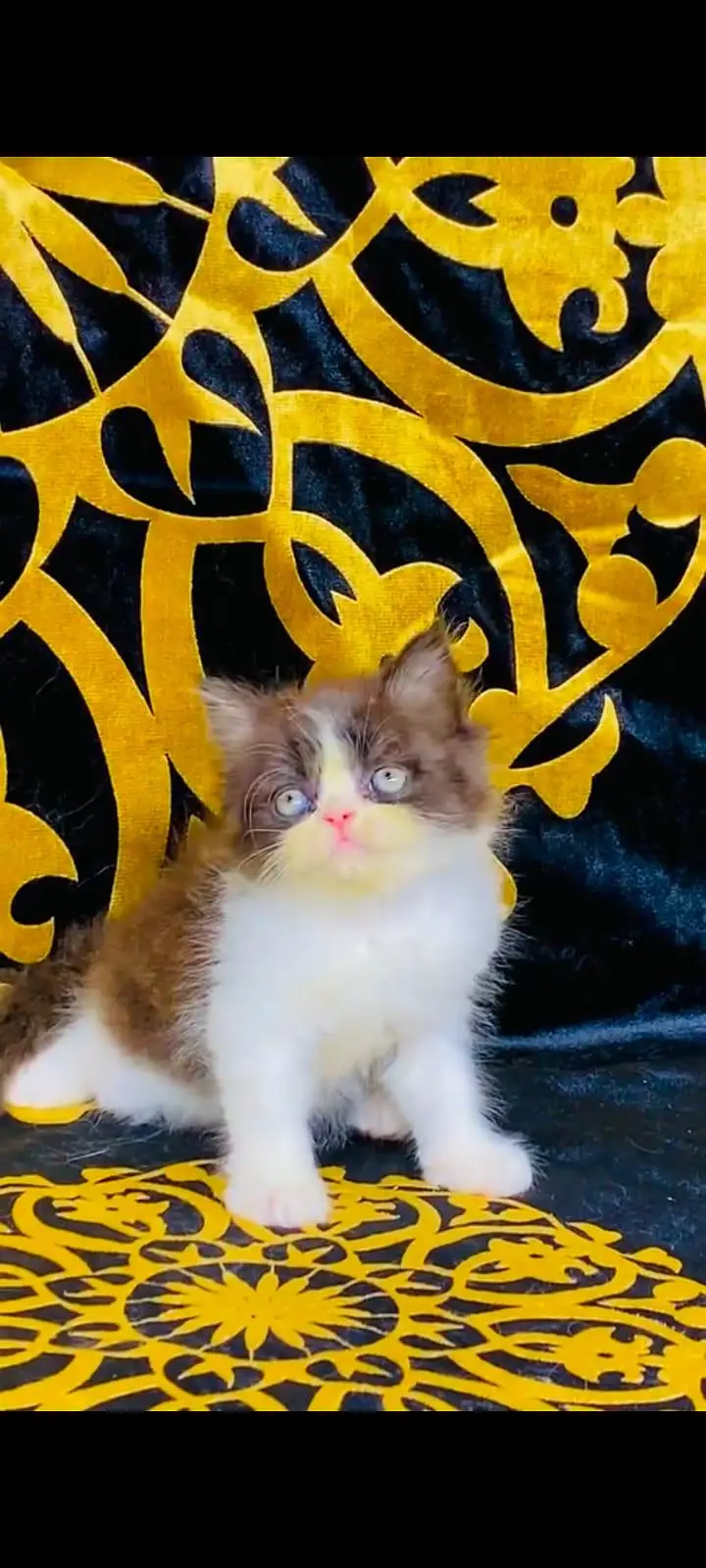 pure Persian cats vaccinated and healthy active WhatsApp/0344/6895398/ — photo 4