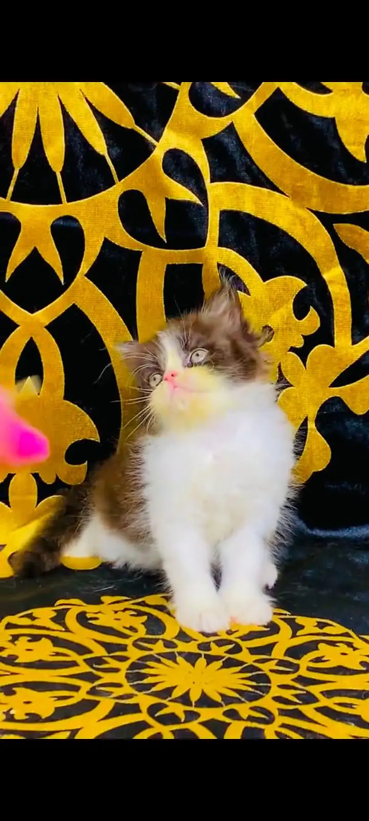 pure Persian cats vaccinated and healthy active WhatsApp/0344/6895398/ — photo 5