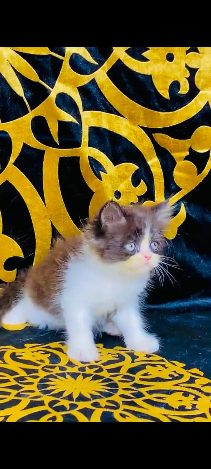 pure Persian cats vaccinated and healthy active WhatsApp/0344/6895398/ — photo 6
