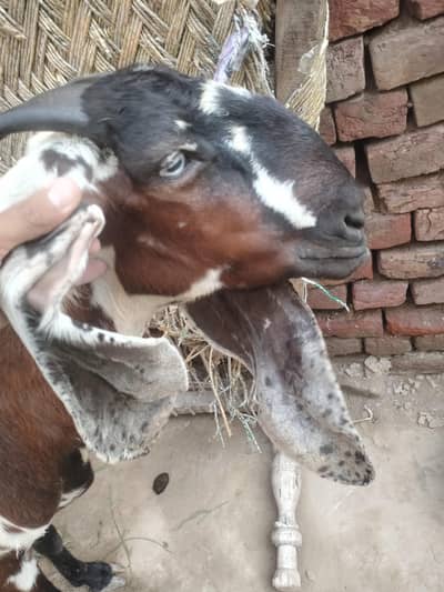 bakri for sale axhi quality hy desi exchange with black bkri