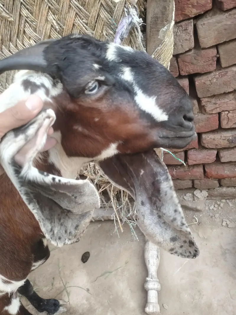 bakri for sale axhi quality hy desi exchange with black bkri