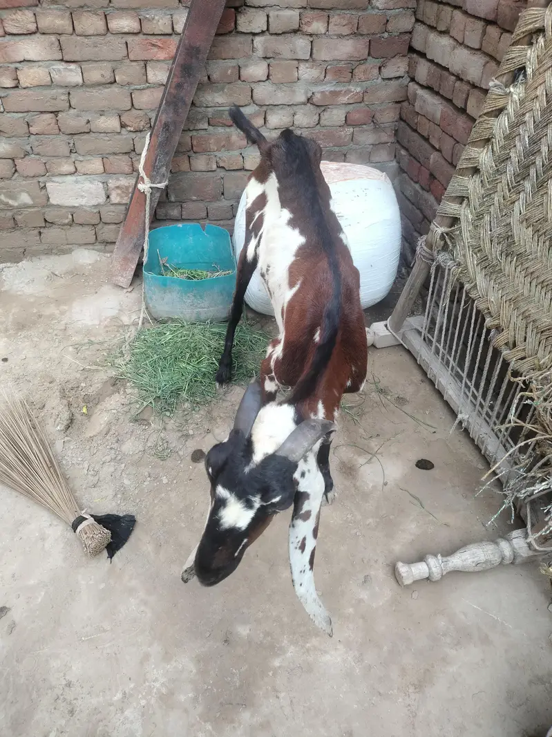 bakri for sale axhi quality hy desi exchange with black bkri — photo 2
