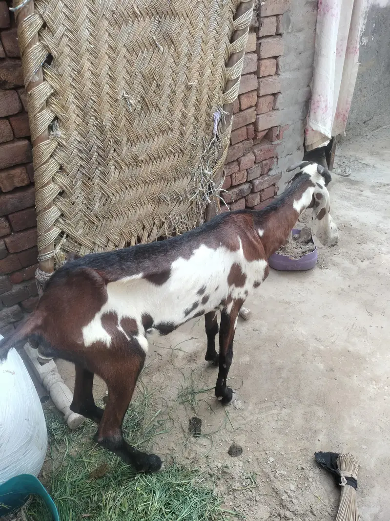 bakri for sale axhi quality hy desi exchange with black bkri — photo 3
