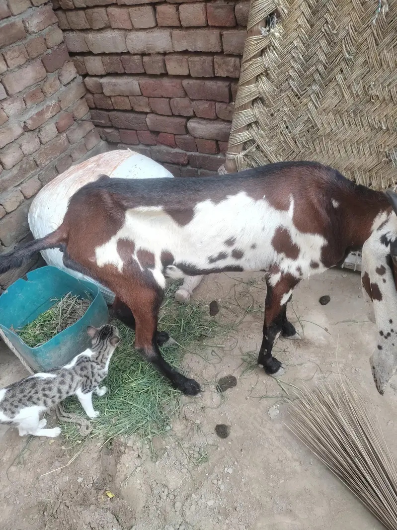 bakri for sale axhi quality hy desi exchange with black bkri — photo 4
