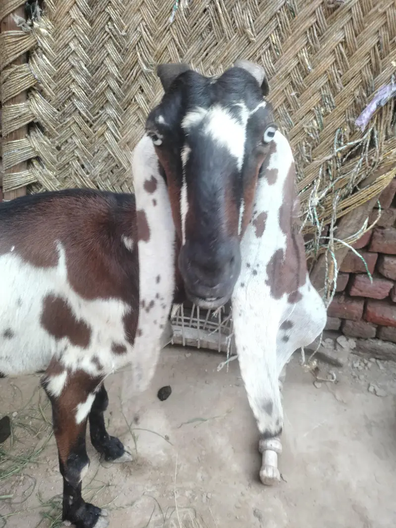 bakri for sale axhi quality hy desi exchange with black bkri — photo 5